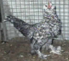 Blue Mottled cockerel